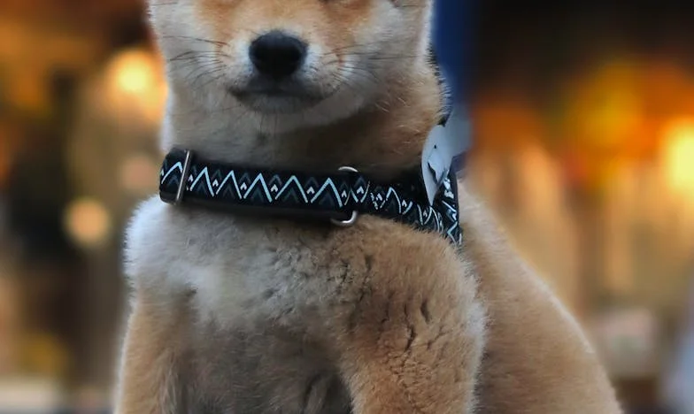 Между чука и наковалнята: Моята битка за справедливост в семейството на Димитрови