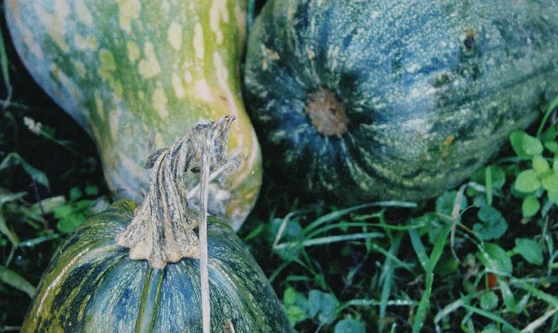 „Прости ми, Силвия“ – прошепна свекърва ми със сълзи в очите – „Бог вече ме наказа“: Тайните и прошката в едно българско семейство