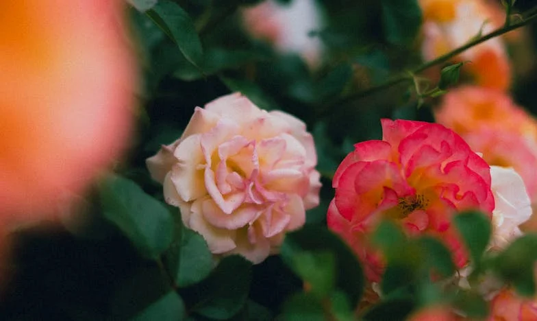 Рожденият ден, който преобърна всичко – когато най-накрая казах „не“ на семейните очаквания