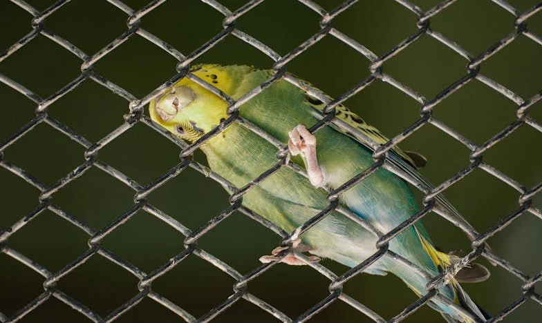 Студен прием в Родопите: Лятото, което промени всичко