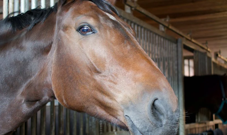 Сватба на сляпо: Когато онлайн любовта срещне българската реалност