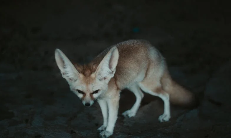 След 20 години заедно той си тръгна: Прегръщайки самотата вместо втори брак