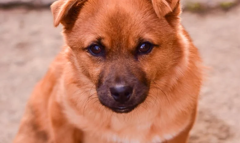 Когато гнездото опустя