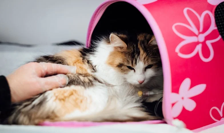 Когато истината боли: Приятелство, предателство и едно дете