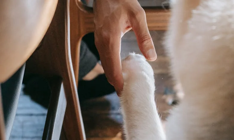 Сметката на живота: Историята на едно българско семейство за любов, пари и предателство