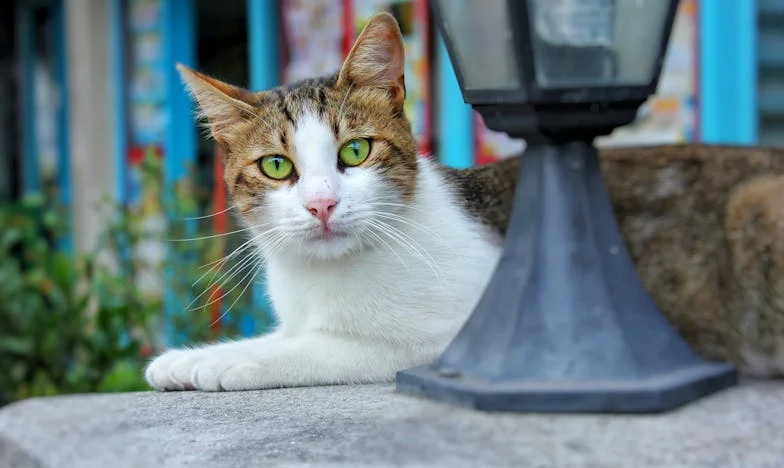 Тайната на стара Елена: История за загуба и надежда в село Върбовец