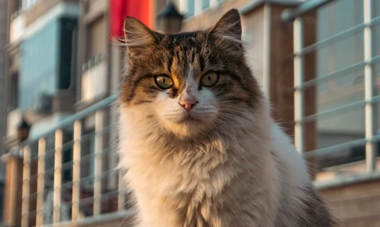 Тежестта на свободата: Моят живот между майка ми и жена ми