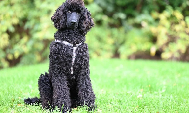 Завещанието, което разкъса семейството: История за несправедливост и тиха болка