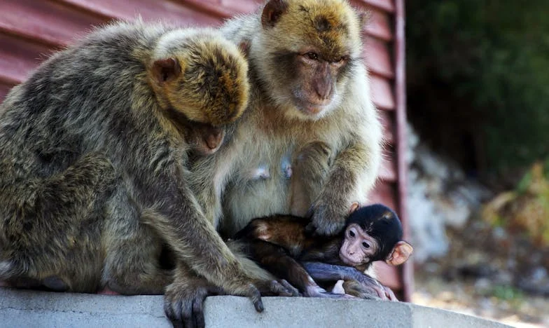 Не съм медицинска сестра: Борбата ми да си върна живота в българско семейство