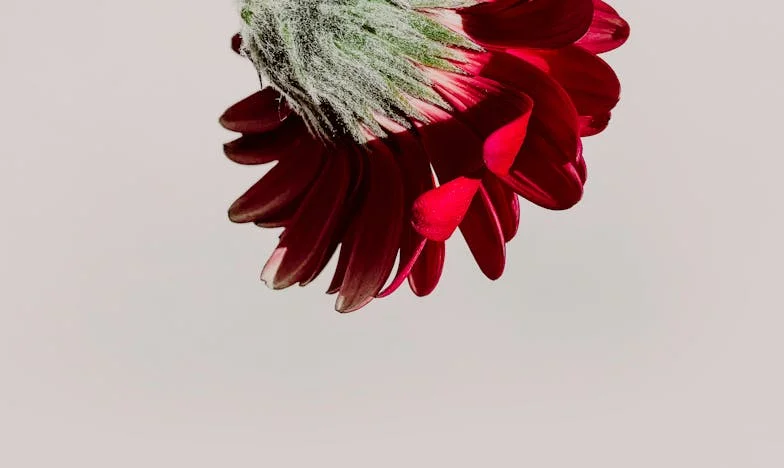 От конфликта до трапезата: Моят път със свекървата между сълзи и смях