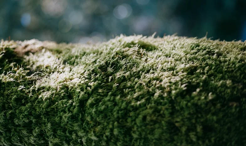 Bezdomnost srca: Priča o Barunu, dječaku ostavljenom u zagrebačkoj bolnici