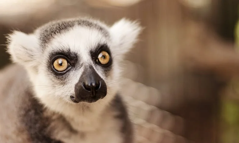 Izgubljena među svojima: Priča o granicama, ljubavi i izdaji