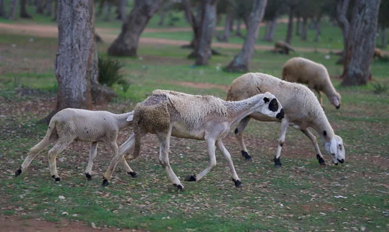 Između tišine i vriska: Priča Lejle s tuzlanskog naselja