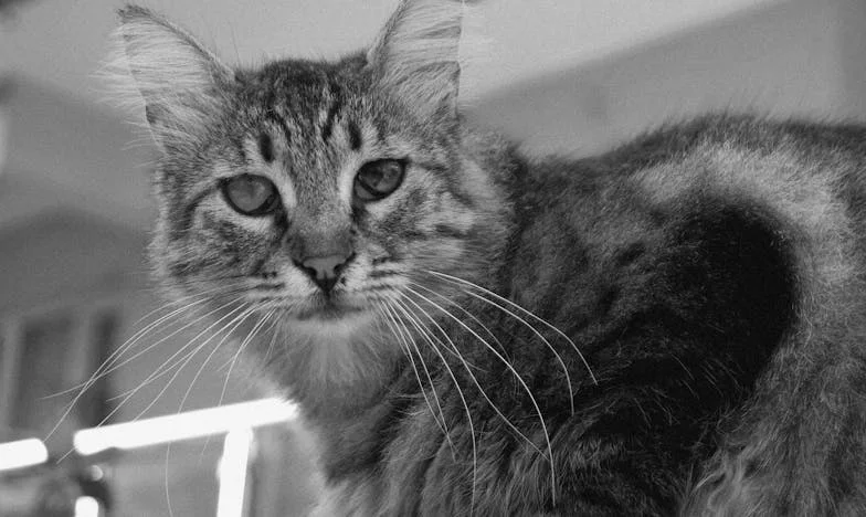 Jesam li zaista uvijek bila ta zla svekrva?