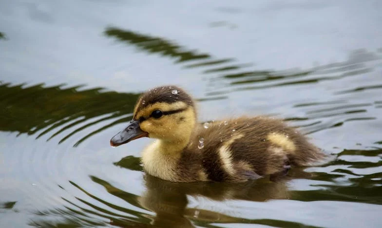 Kad sam otkrila pravu narav svoje svekrve: Priča iz srca Sarajeva