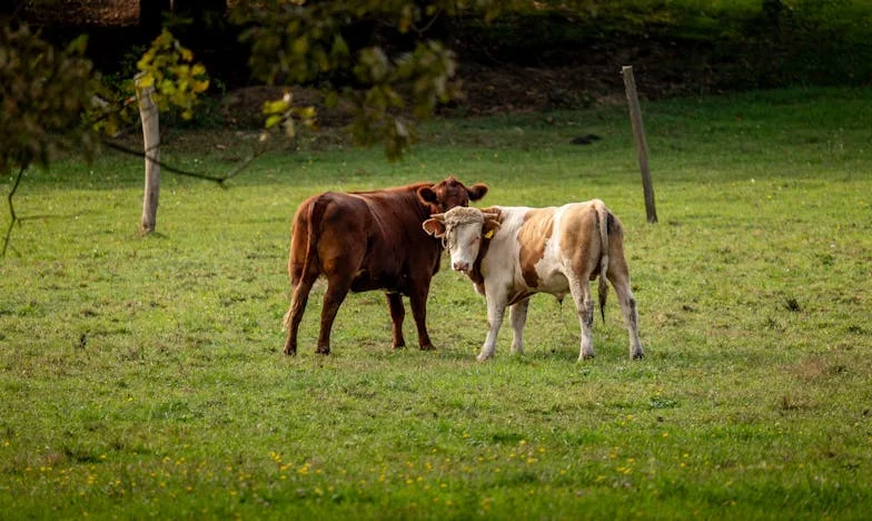 Kome Pripadam: Priča o Majci, Sinu i Stanarskim Zidovima