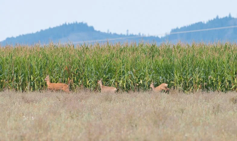 Nasljedstvo koje je zamalo uništilo našu obitelj: Priča o oprostu i ponovnom zajedništvu
