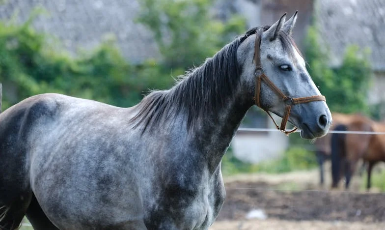 Podijeljena kuća: Cijena ponosa i predrasuda