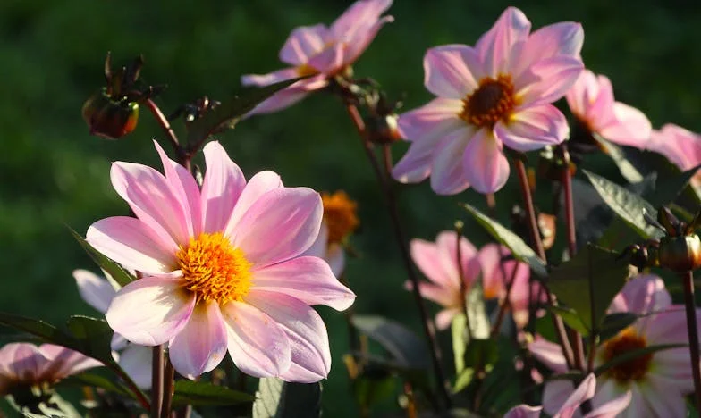 Šokantna odluka svekrve: Hoće li moj brak preživjeti njezin dolazak?
