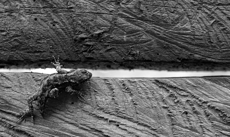 Što su naši susjedi mislili: Priča o ljubavi, predrasudama i zidu