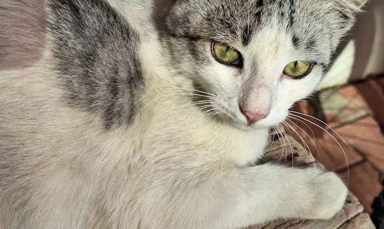 Tko sam ja kad me ni vlastita majka ne prepoznaje?