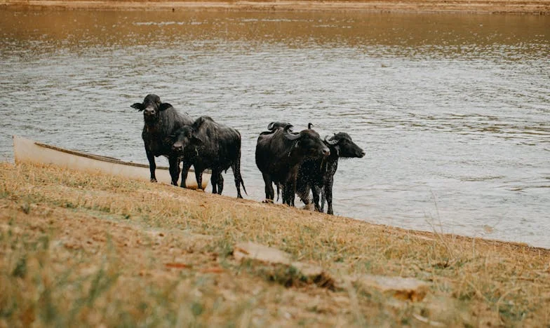 Vjenčanica za pet maraka: Priča o snovima, ponosu i obiteljskim tajnama