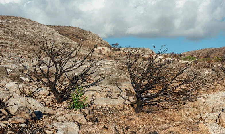 „Ajla, hajde na kafu.“ – Priča o oprostu, ponosu i izgubljenoj porodici