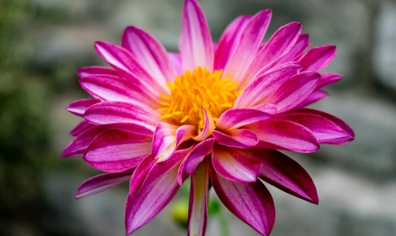 Dala sam svoj dom prijateljima — danas se pitam hoću li ikada više nekome vjerovati