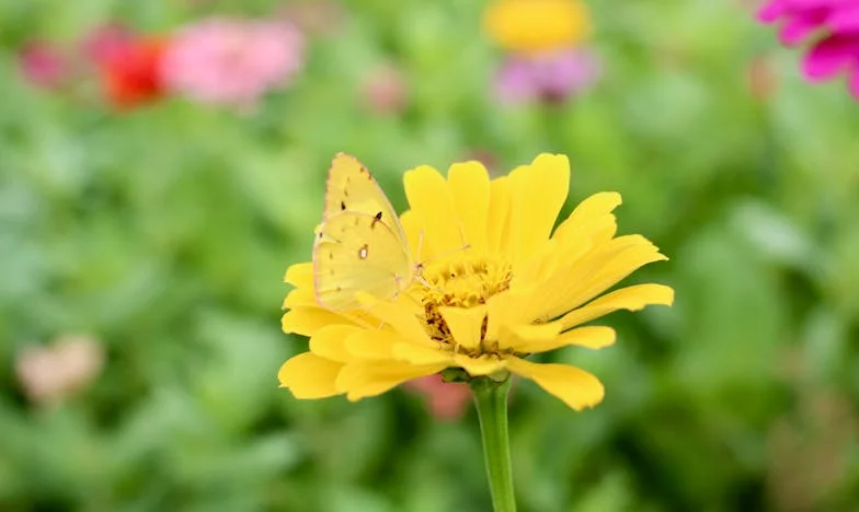 Dida Ivo i ja: Kad pomoć postane spas