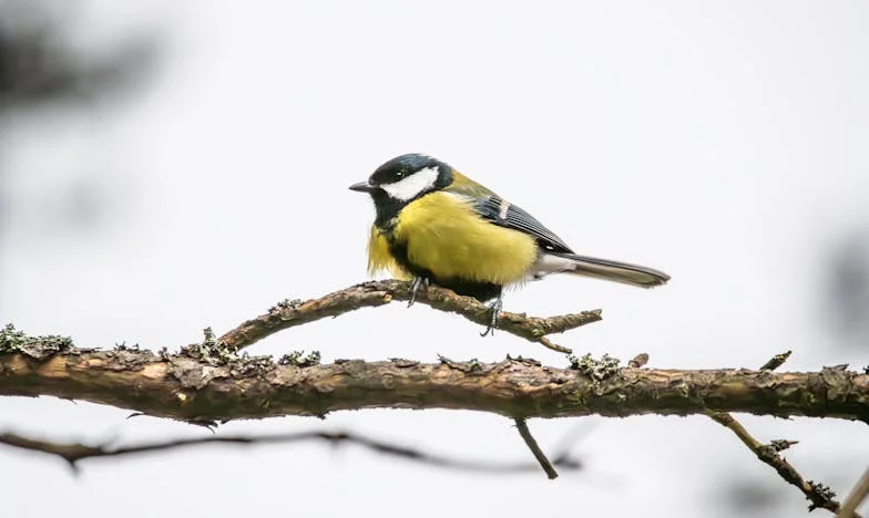 Iza zatvorenih vrata: Moj život s mužem, svekrvom i svekrom