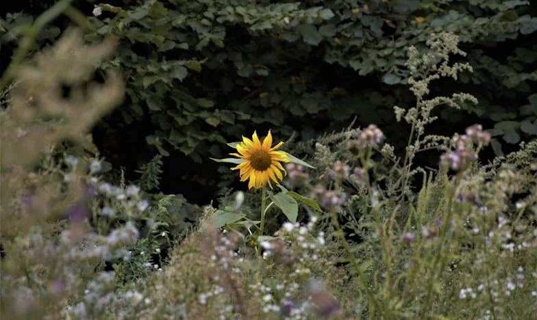 Izgubljeni dom – Ispovijest majke o sinovoj izdaji