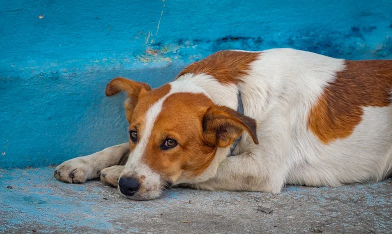 Između dužnosti i ljubavi: Priča jedne starije sestre