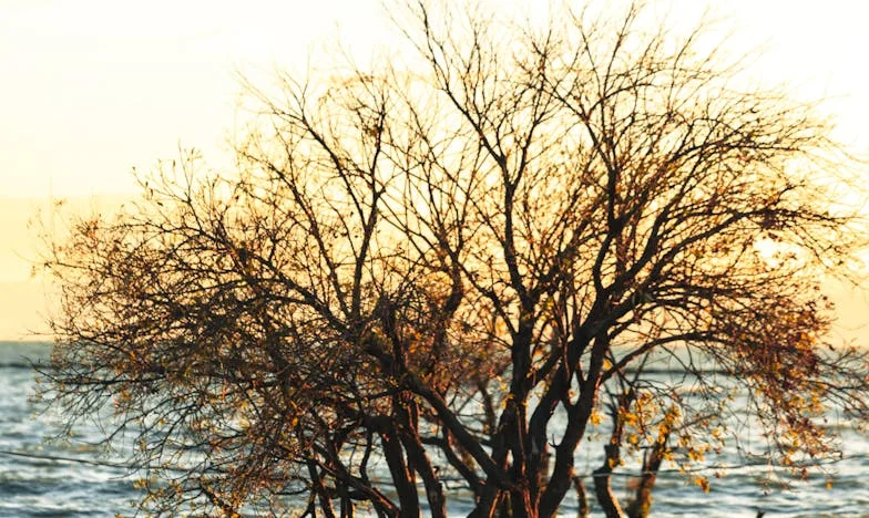 Između Dva Doma: Priča o Izboru Koji Razdire Srce