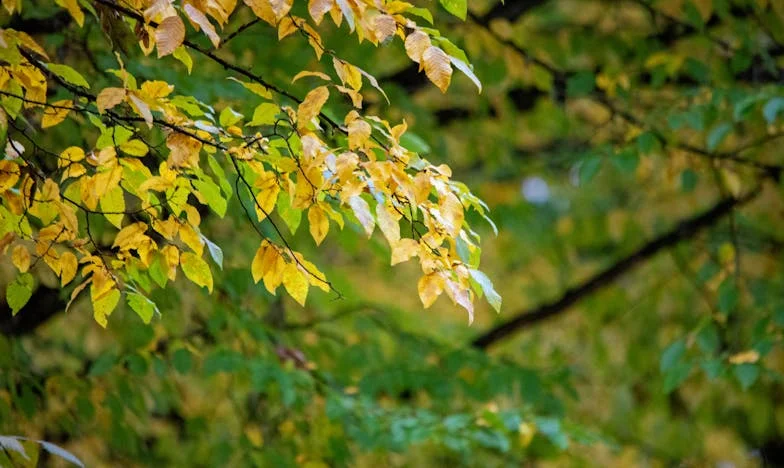 Između Ljubavi i Kaosa: Priča o Pomiješanoj Porodici