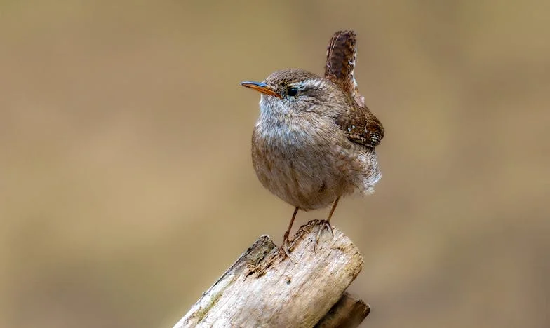 Jesmo li samo dodatak u tuđim životima?