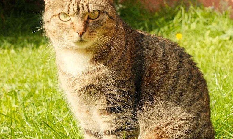 Kad se prošlost vrati na vrata: Priča o Ani i Damiru