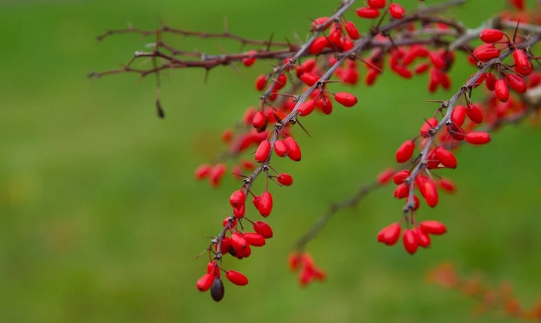 Kaša za večeru i tišina iza vrata: Priča jedne zagrebačke obitelji