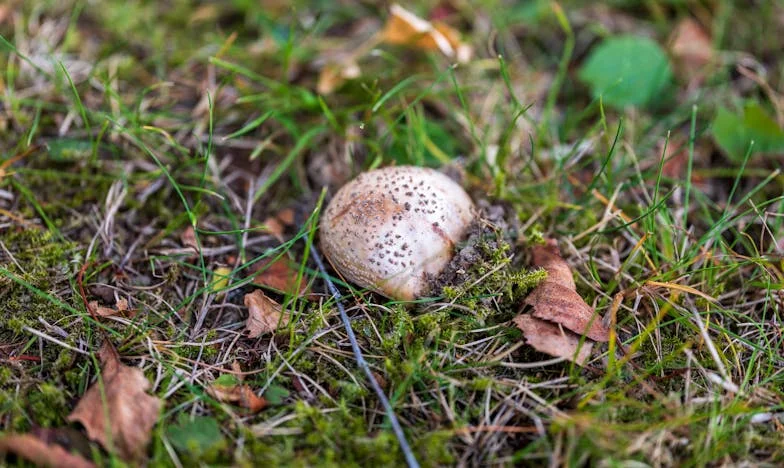 Laž koja je razdvojila moju obitelj: Kako je jedno prijavljivanje promijenilo život u našem malom mjestu