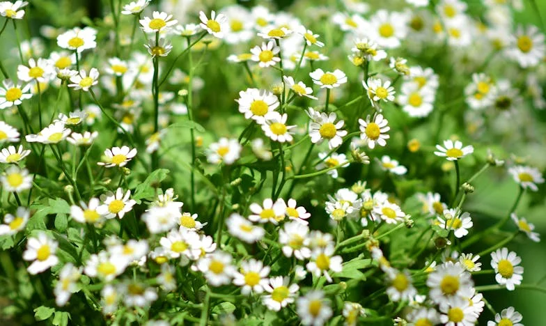 Miris svježeg kruha i gorčina neizgovorenih riječi – priča Lejle iz sarajevske kuhinje