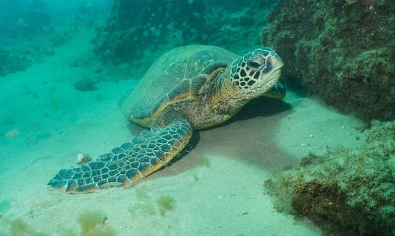 Moj rođendan, moje pravilo: Sanjina borba protiv obiteljskih očekivanja