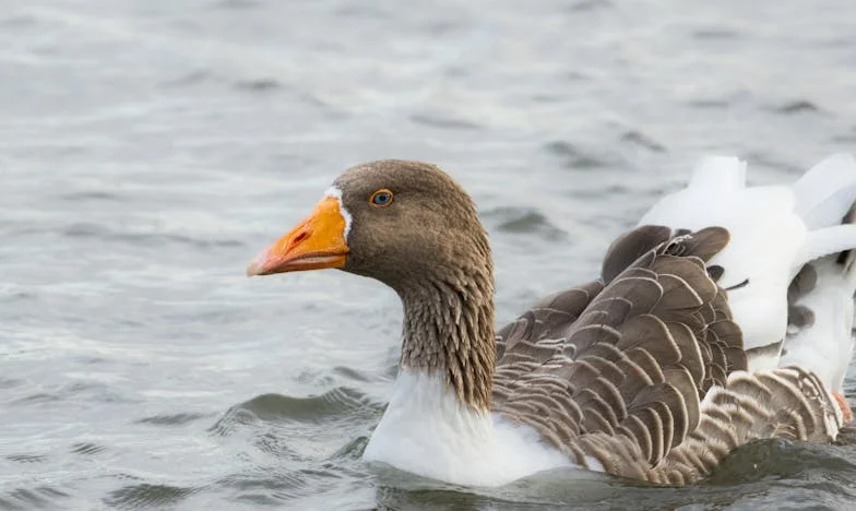 Nakon trideset godina braka, ostala sam sama: Priča o Ani i njenoj borbi za novi početak
