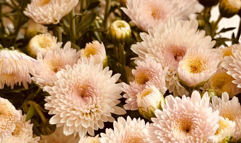 Svježe kuhano srce: Priča o žrtvi, ljubavi i granicama