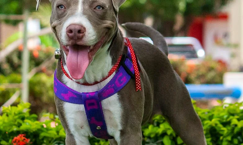 „Ajla, jesi li rodila? Daj da vidimo bebu!“ – Priča o granicama i znatiželji u sarajevskoj zgradi