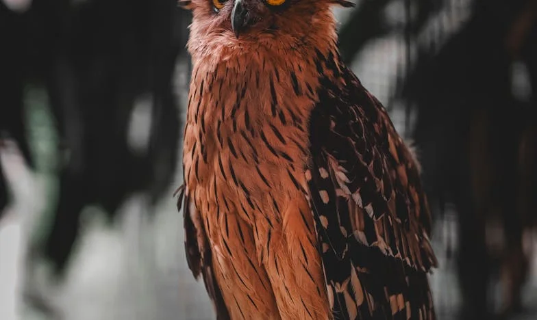 Dva puta do istine: Priča o izgubljenim blizancima i jednoj ženi