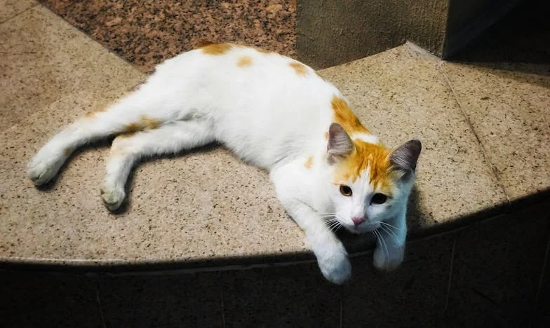 Između Tišine i Vriska: Priča o Marini iz Novog Zagreba