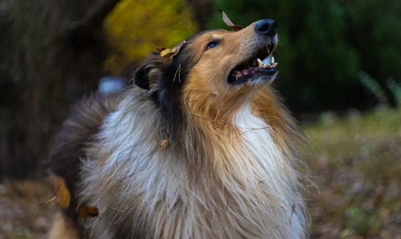 Kad Dobrota Postane Teret: Priča o Svekrvi, Granicama i Obitelji