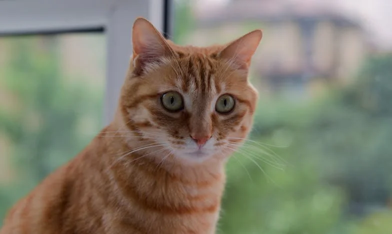 Kad obitelj nije dovoljna: Moji roditelji žive blizu, ali i dalje trebam dadilju