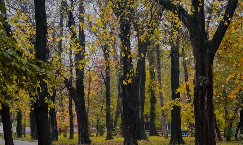 Kad svekrva postane središte mog svijeta: između dužnosti i slobode u mojoj bosansko-hrvatskoj obitelji