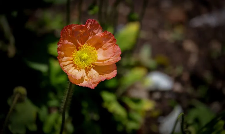 Ne trči, Martina: Svadba koja nije bila moja sudbina