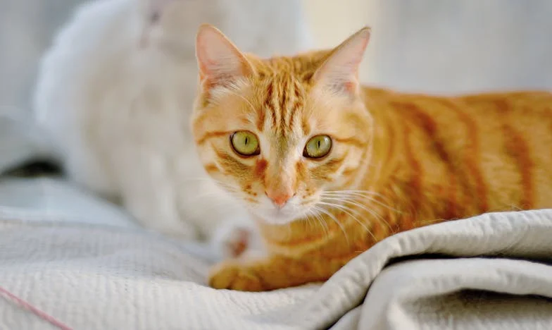 Posljednje ljeto pod starim orahom: Zapis iz srca moje obitelji